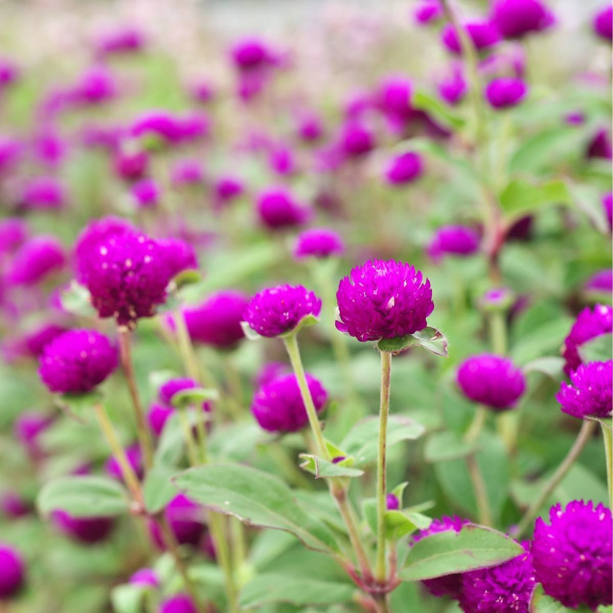 Globe Amaranth- Tall Purple